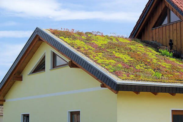 tetto verde