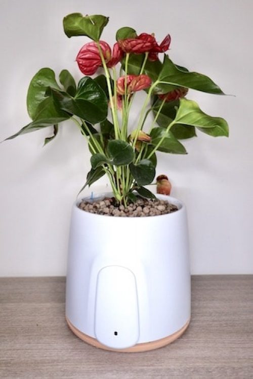 Natede: recensione del purificatore d’aria naturale Made in Italy
