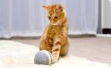 Wicked Ball: la pallina intelligente per cani e gatti