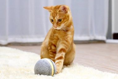 Wicked Ball: la pallina intelligente per cani e gatti